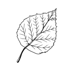 Vector hand-drawn leaf illustration. A detailed sketch of a leaf in the retro style. Vintage sketch element for the design of labels, packaging and postcards.