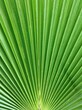 © Helena - green leaf of the plant with smooth lines, background abstraction