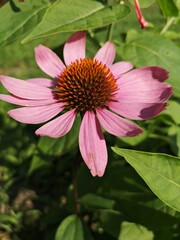 Wall Mural - Echinacea - close up of pink flower