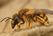 Closeup On A Female Great Banded Furrow Bee, Halictus Scabiosae