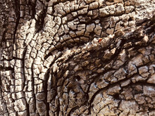 Closeup Of The Texture Of An Old Tree Trunk Outdo