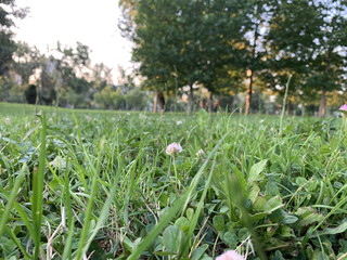 Poster - Field with green grass and trees during daylight