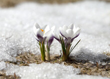 Spring Flowers - White Crocuses Bloom In The Park In April, A Beautiful Template For A Web Screensaver. Snow Shiny Cover Melts Near Primroses, Easter Card Design.