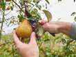A man harvests pears by cutting them with secateurs. Gardening.
