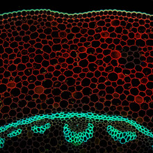 Convallaria Plant Microscopic Sample, Fluorescence Signal Observed With Confocal Laser Scanning Microscopy