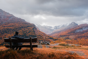 Wall Mural - Tourist on wooden bench in Swiss Alps. Colorful forest with orange larch and snowy mountains on background. Switzerland, Maloja region, Upper Engadine. Landscape photography