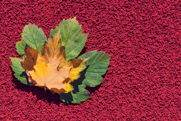 two autumn leaves on the gray background . Abstract background of leaves. The concept of leaf fall, autumn