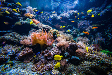 Wall Mural - Underwater view of the coral reef