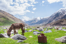 Donkey In The Mountains