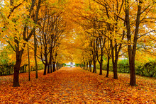 Alley Of Maple Trees In Autumn In Alexander Park, Tsarskoe Selo (Pushkin), Saint Petersburg, Russia