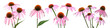 © New Africa - Set with beautiful echinacea flowers on white background. Banner design