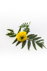 Wall Mural - Beautiful Yellow Marigold Flower with green leaves isolated on white background