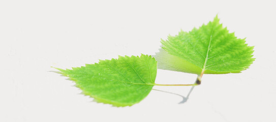 Two fresh green birch leaves on a white sunny table.