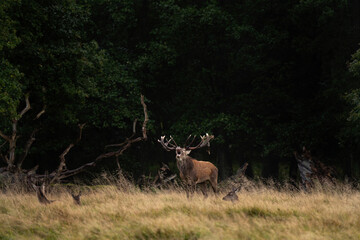 Wall Mural - red deer roaring near the forest. deer during autumn reproduction time. european wildlife.