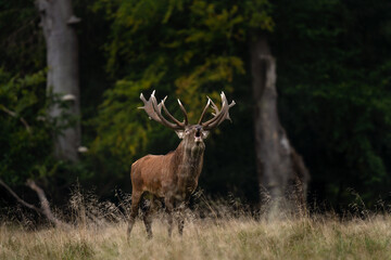 Wall Mural - red deer roaring near the forest. deer during autumn reproduction time. european wildlife.