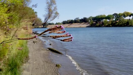 Poster - Purple flowers on the shore of the Sacramento river