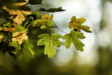 Fototapeta Na ścianę - Widok na piękną polską jesień z kolorowymi liśćmi drzew w słońcu. 