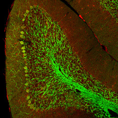 Cerebellar folium from a section of mouse brain, labelled with immunofluorescence and recorded with confocal laser scanning microscopy. Large Purkinje cells stand out.