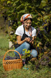 © MYDAYcontent - Pleasant female gardener picking organic grape into wicker basket on field. Pretty mature woman in apron and headscarf harvesting ripe fruits on vineyard.