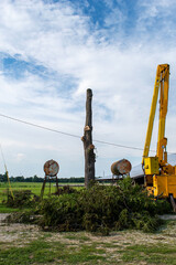 Canvas Print - The tree has been cut with the debris left to clean up