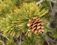 Limber Pine (Pinus Flexilis) Cone In Wyoming