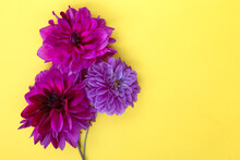 Colorful Dahlia Purple Flowers Bouquet On Yellow Background.