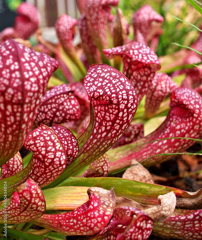 Sarracenia psittacina parrot pitcher plant Stock Photo | Adobe Stock