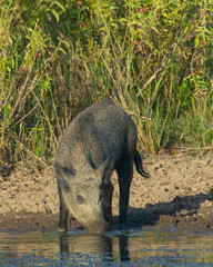 Poster - Feral Pigs in Southwest Oklahoma in a pond