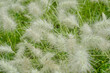 Pasto pluma Feather Grass