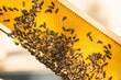 Bienen auf goldener Honigwabe