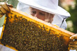 Imkerin schaut ihr Honigwaben an - Bienen- Honig