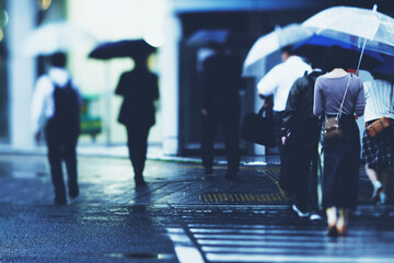 Wall Mural - 雨の日の横断歩道