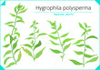 © Miori Nakajima - Hygrophila polysperma Vector Set Aquarium plants water plants Freshwater plants.