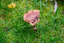 A Strange Mushroom On The Lawn In The Green Grass. Close-up. Selective Focus