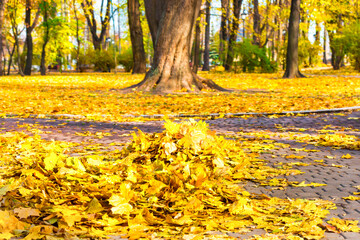 Wall Mural - Cleaning in the park - heap of autumn yellow leaves on ground