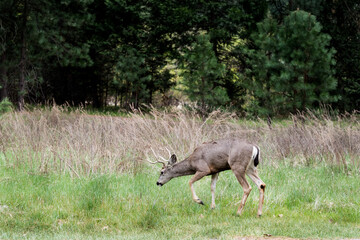 deer in the forest