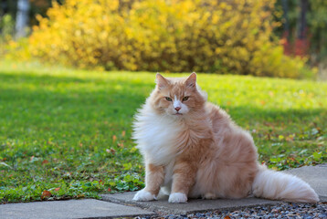 Wall Mural - A Norwegian forest cat male sits in a sunny yard on a windy day