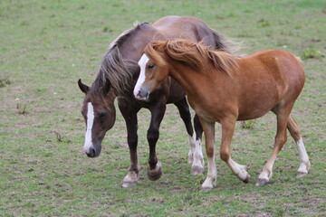 Horses Eating and playing in the field