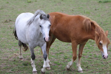 Wall Mural - Horses Eating and playing in the field