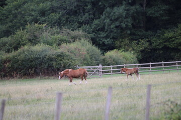 Wall Mural - Horses Eating and playing in the field