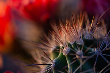 Sticker - Closeup shot of a cactus with sharp thorns