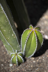 Sticker - Vertical shot of a cactus in a botanical garden