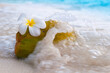 Fresh Coconut with an Exotic Tropical Plumeria Flower on a white Sandy Beach on the Sea Wave Beach Resort, Travel Vacation Luxury Freshness Maldives Thailand Indonesia
