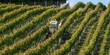 Hampshire, England, UK. 2021.  Tractor spraying vines in a Hampshire vineyard early autumn and before harvesting