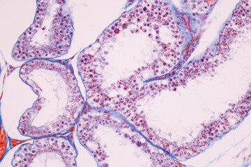 Anatomy and Histological Ovary and Testis human cells under microscope.
