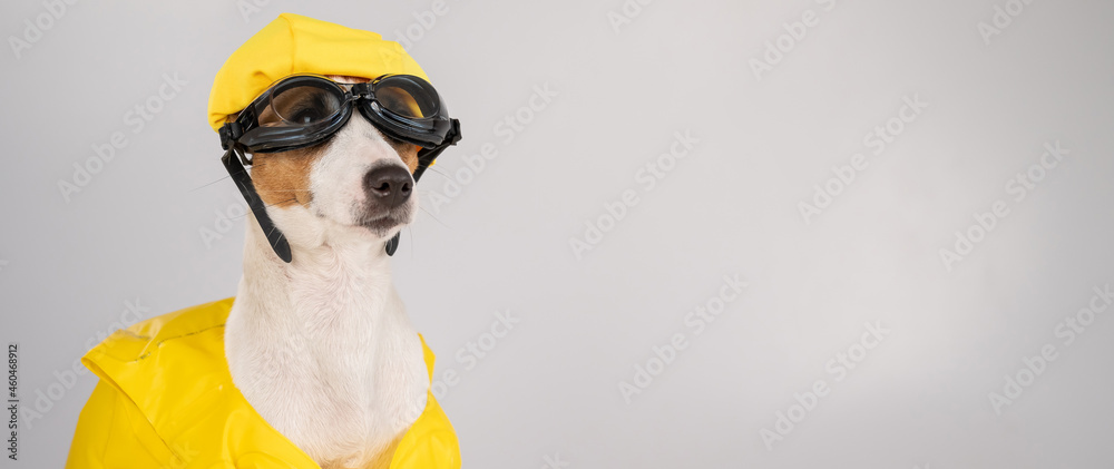 jack russell life jacket