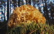 Tremella foliacea 
Edible mushroom forest background park mulch lichens