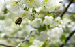Bee pollinating a flower, garden spring beautiful tree macro