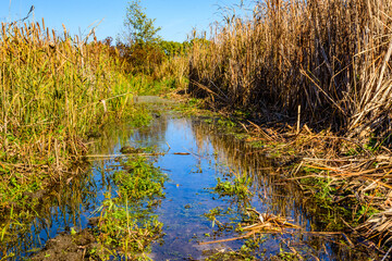 Wall Mural - Bulrush plants in the swamp on summer