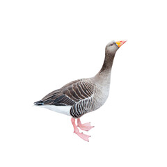 Wall Mural - One grey goose, isolated on white background